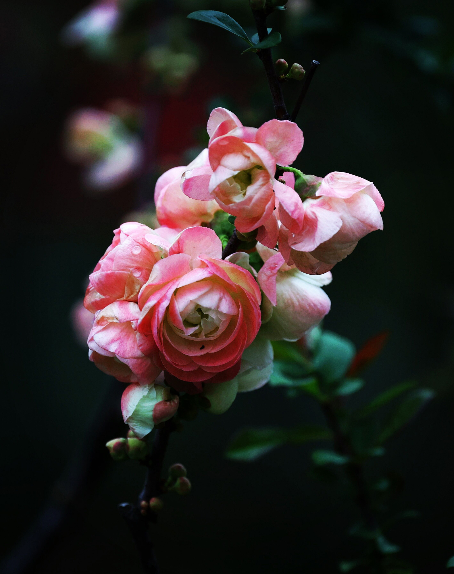 0cb86e4b3b714e8f852bdb5f414d75b2.jpg 0cb86e4b3b714e8f852bdb5f414d75b2.jpg