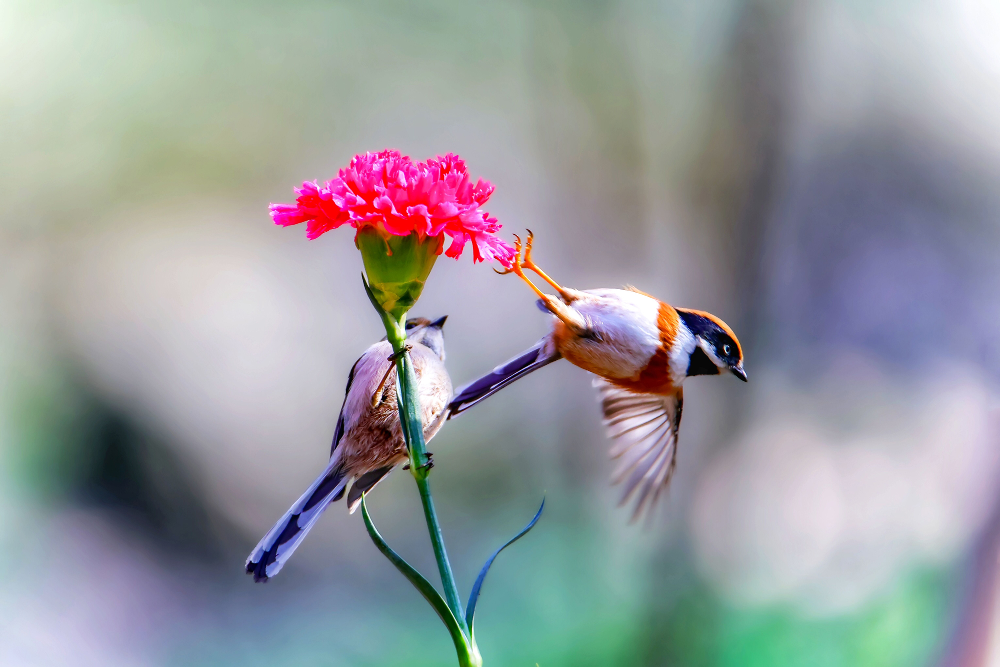 6047c55f8a6c4fcfa828e5b734a0323d.jpg 6047c55f8a6c4fcfa828e5b734a0323d.jpg