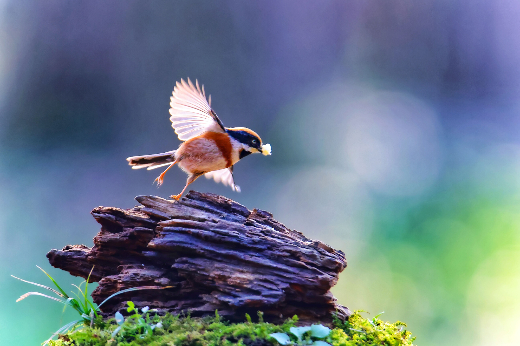 75bc73bee6dd4f0a8cb80a6a5cdec3bf.jpg 75bc73bee6dd4f0a8cb80a6a5cdec3bf.jpg