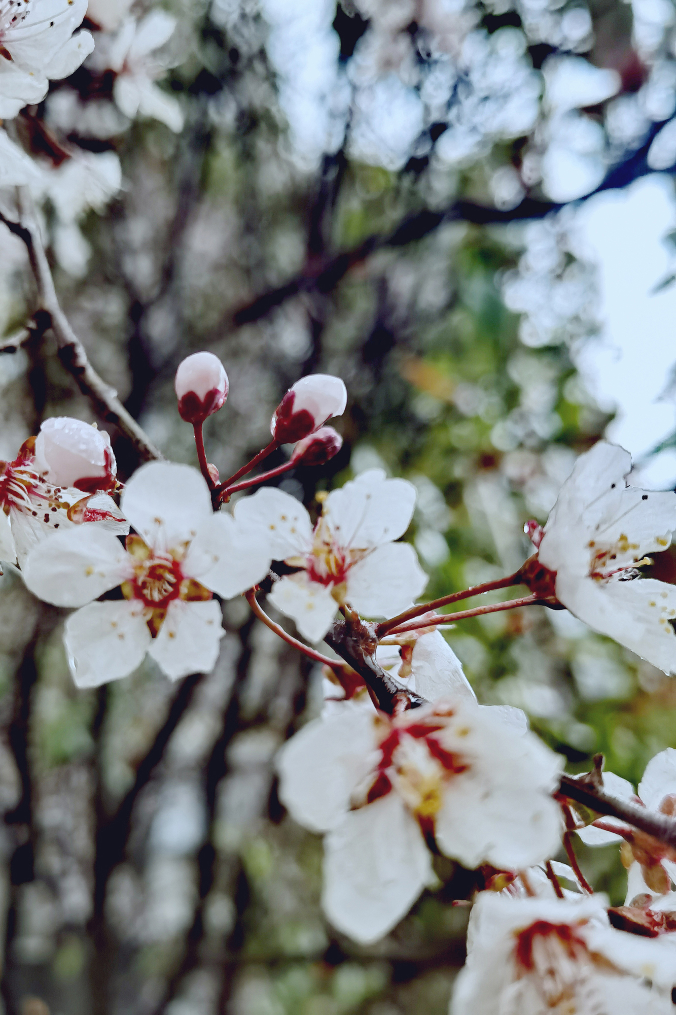 8ffc26ab86f74e8196419fa80feb3537.jpg 8ffc26ab86f74e8196419fa80feb3537.jpg