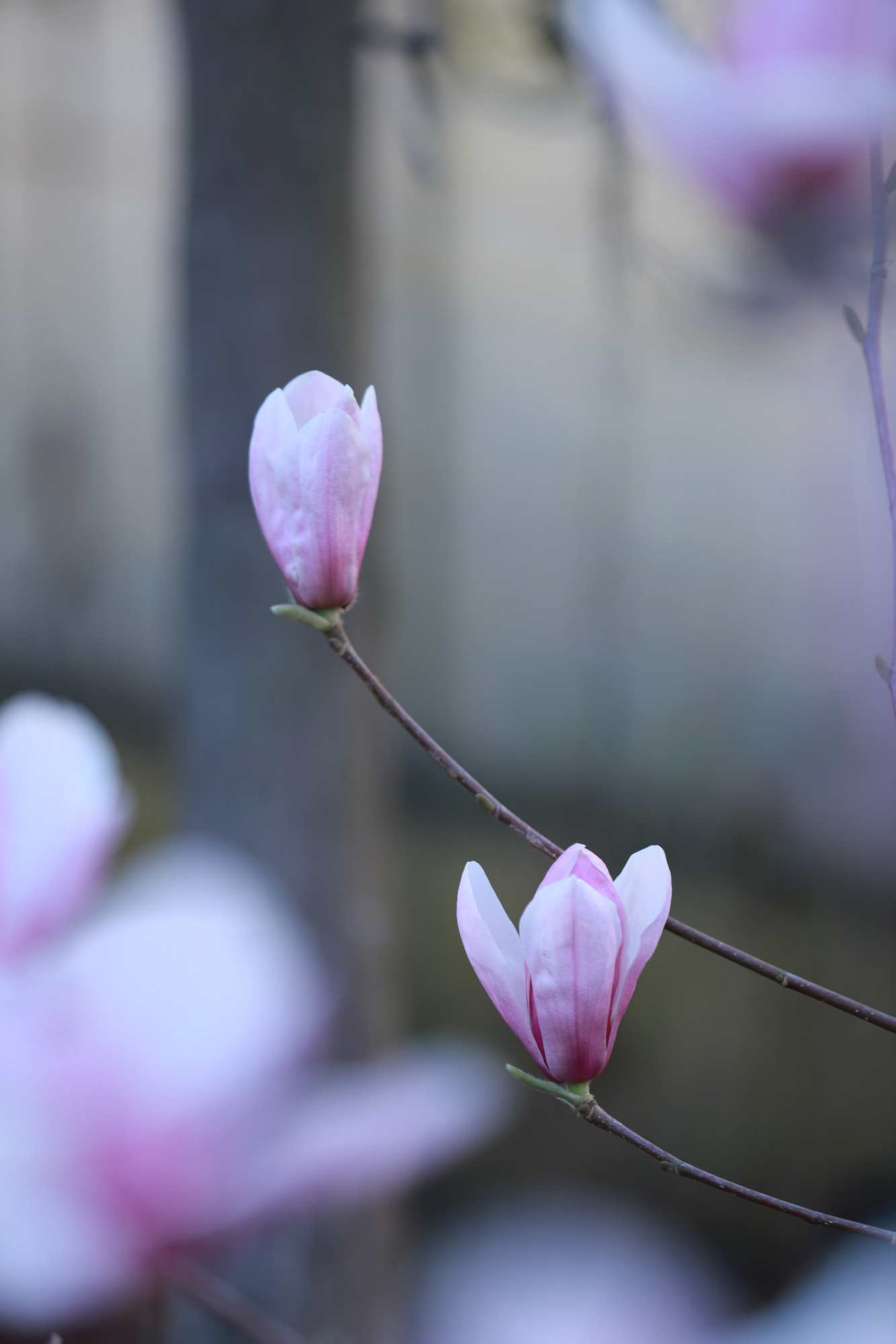 cd8f921f27524b2f8d369a83802da269.jpg cd8f921f27524b2f8d369a83802da269.jpg