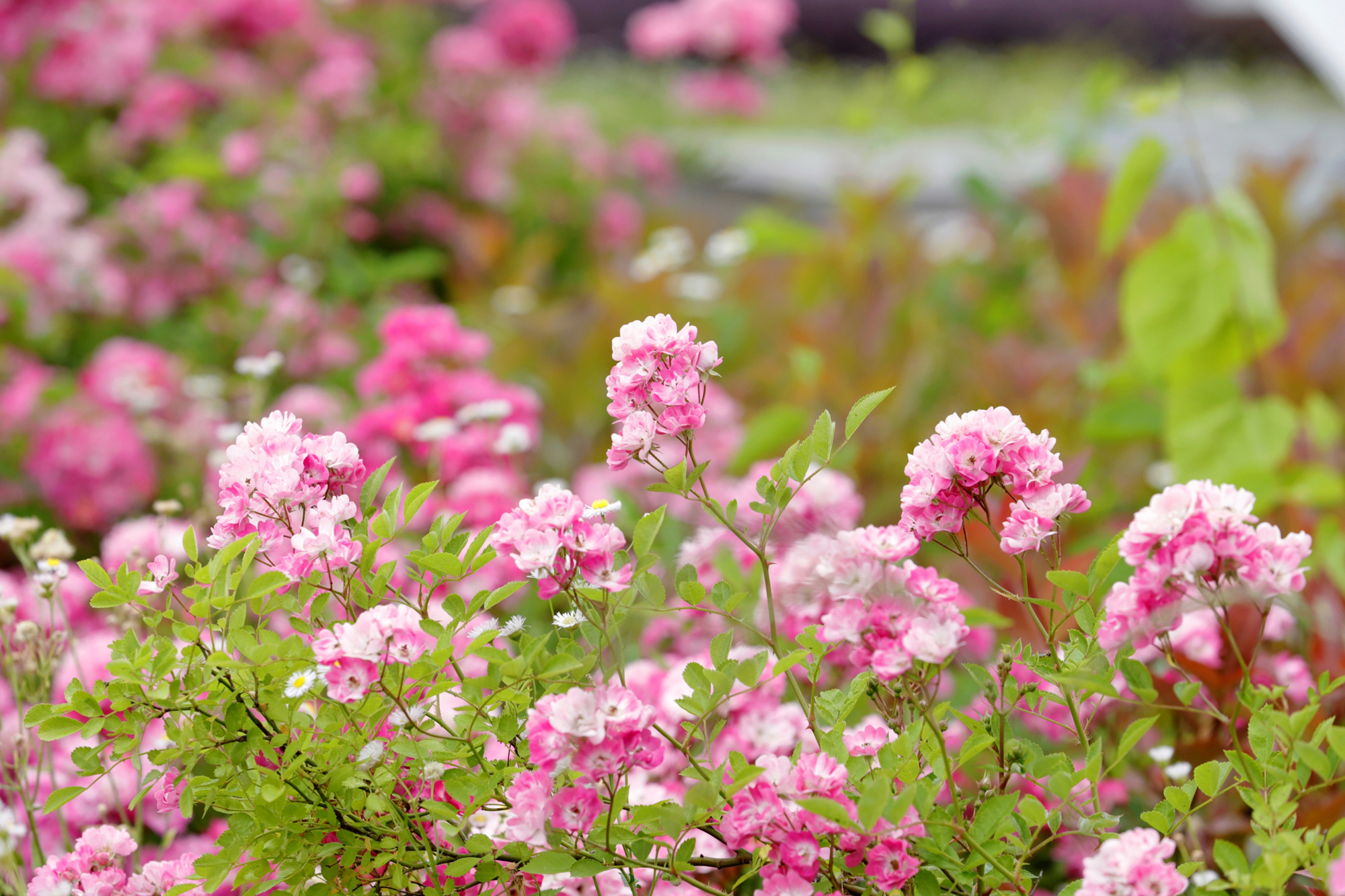 d6fc26f34a8a429591f5f4550f790fba.jpg d6fc26f34a8a429591f5f4550f790fba.jpg